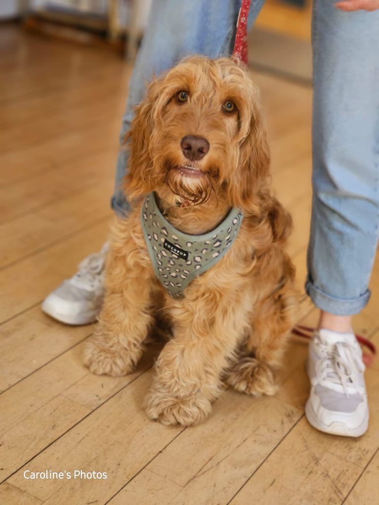 Perfect Pupster Training Course